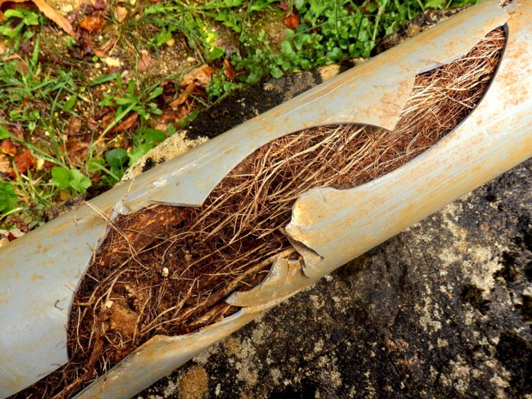 How Tree Roots Can Damage Sewer Lines (and What to Do About It)