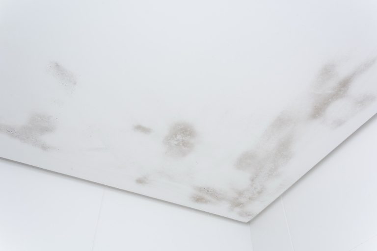 How to Remove Bathroom Mold and Prevent It From Coming Back
