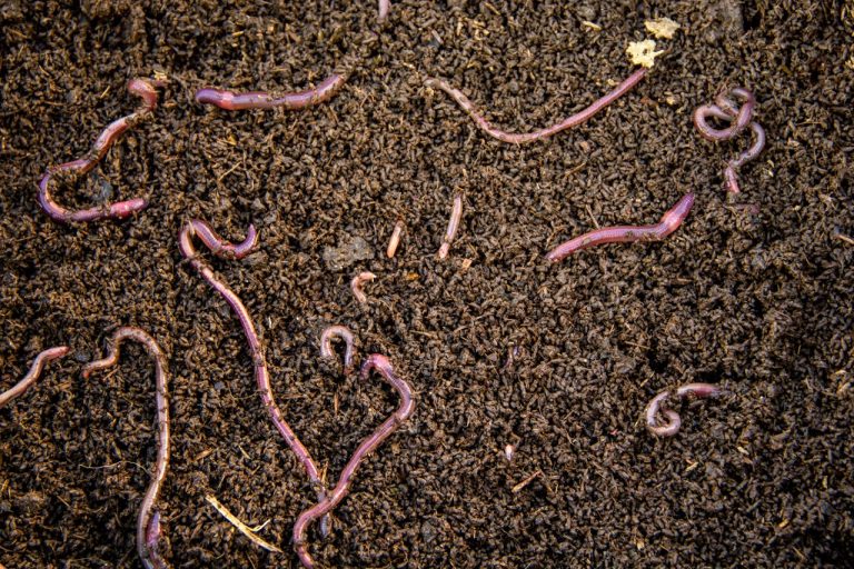 Why Are There Worms in My Toilet?