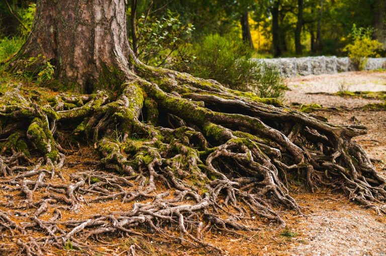 Exposed tree roots that can contribute to sewer line problems